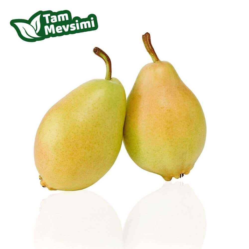 ARMUT SANTAMARİA (BÜYÜK BOY)