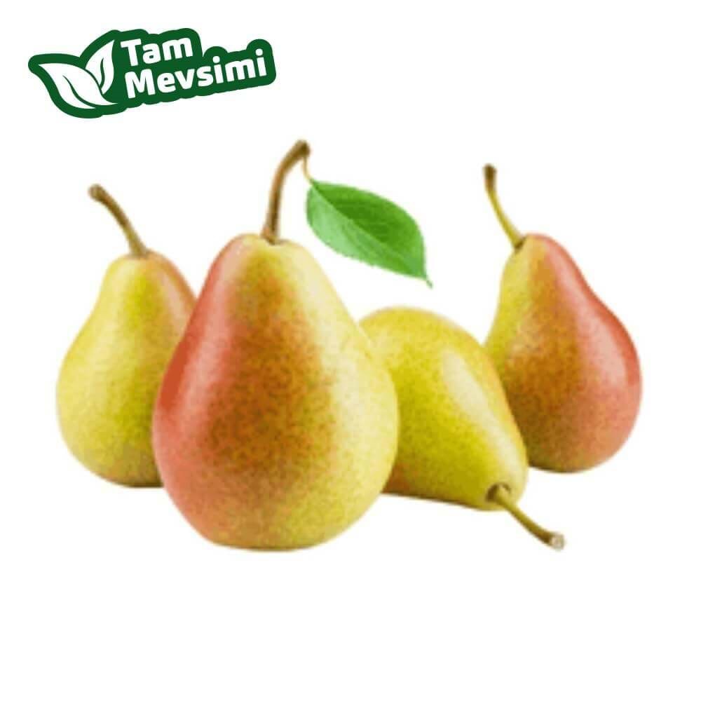 ARMUT SANTAMARİA (ORTA BOY)