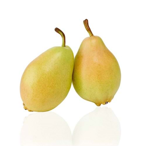 ARMUT SANTAMARİA (BÜYÜK BOY)