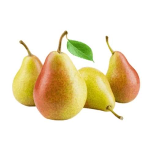 ARMUT SANTAMARİA (ORTA BOY)