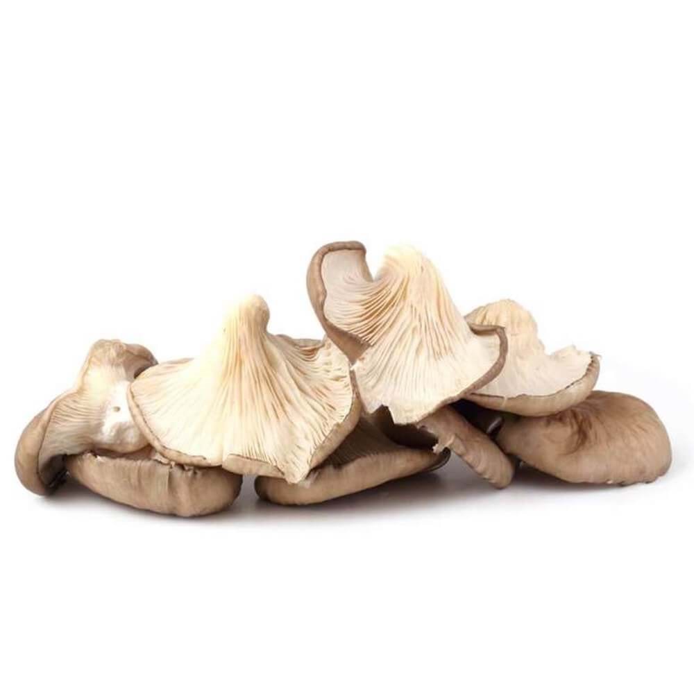 İSTİRİDYE MANTARI